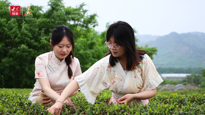 枣庄市中区第二届采茶节在孟庄镇开幕