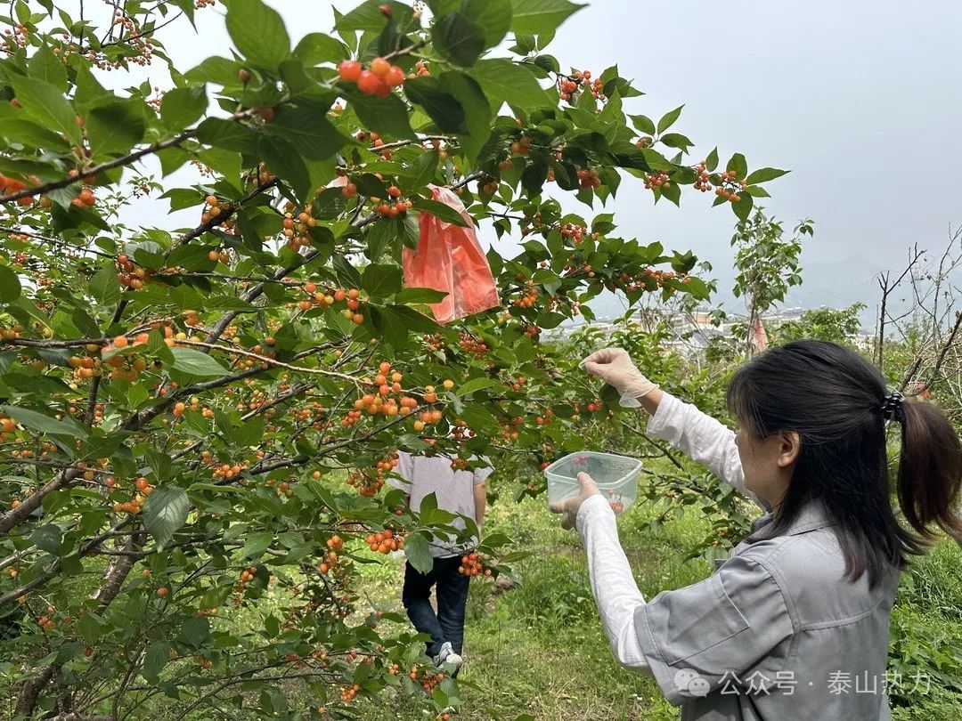 乐山周边摘樱桃图片