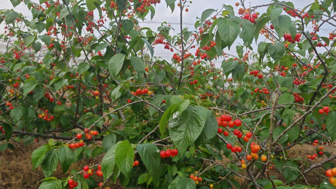 直播济南｜济南本地小樱桃红了！“五一”采摘正当时