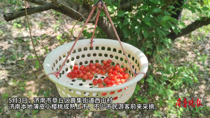 果然视频｜济南本地小樱桃红了！五一假期游玩采摘正当时