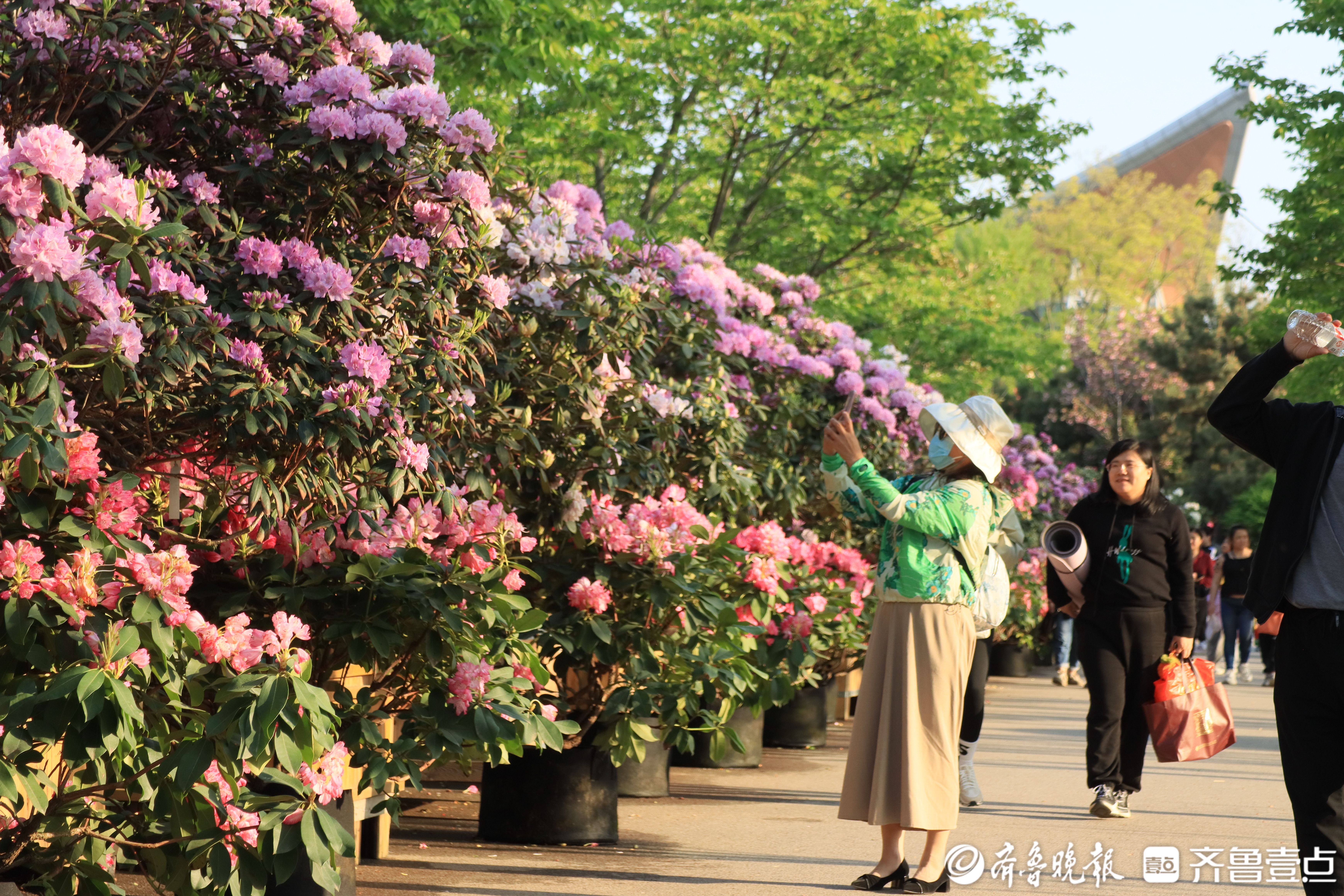 日照市杜鹃花博览园图片