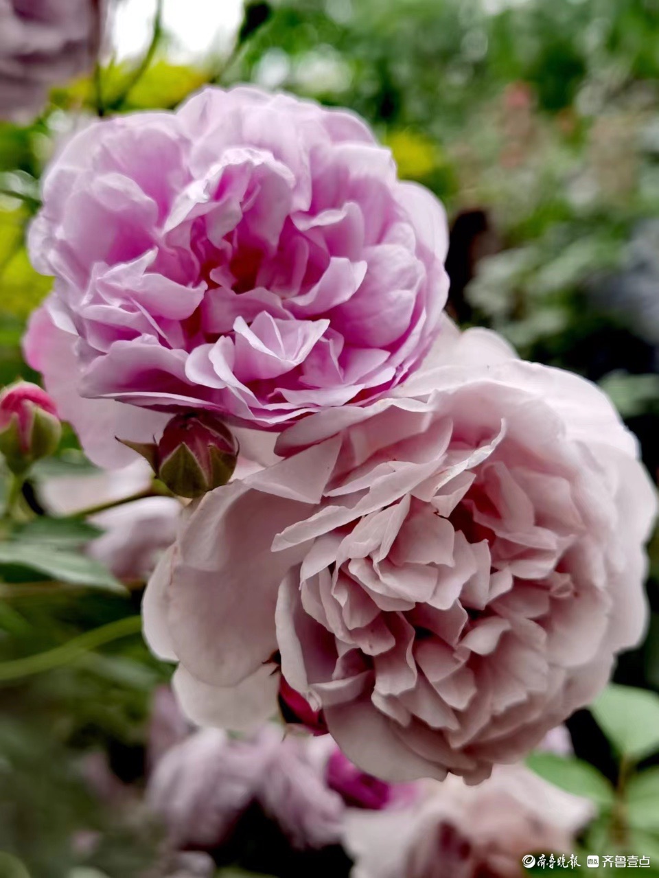 小区花园的“蓝色阴雨”，这个月季品种优美雅致