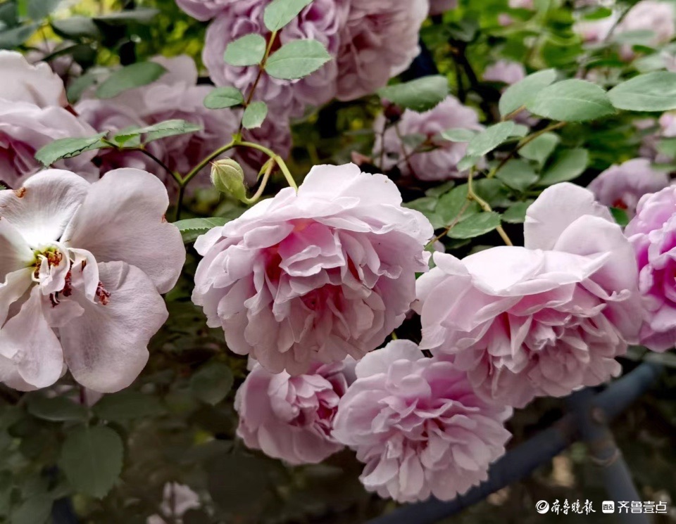 小区花园的“蓝色阴雨”，这个月季品种优美雅致