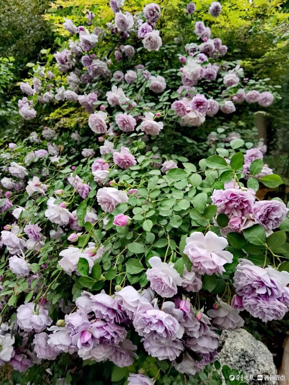 小区花园的“蓝色阴雨”，这个月季品种优美雅致