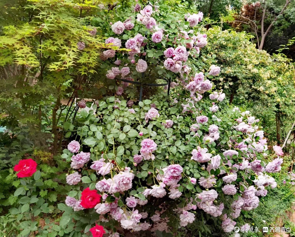 小区花园的“蓝色阴雨”，这个月季品种优美雅致
