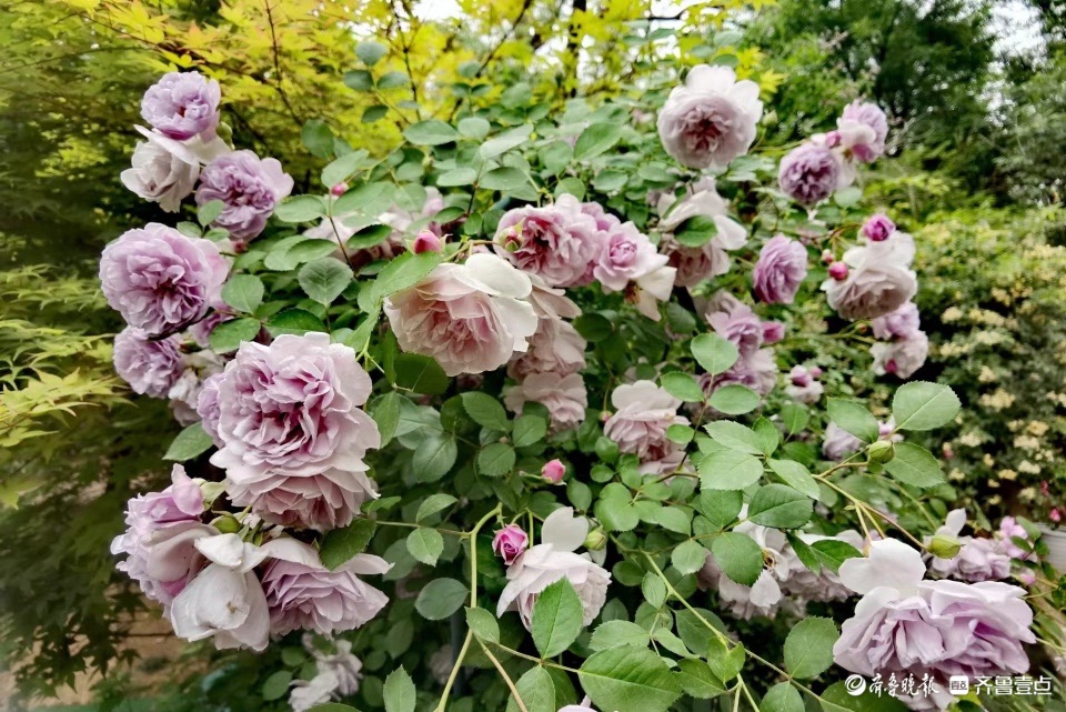 小区花园的“蓝色阴雨”，这个月季品种优美雅致