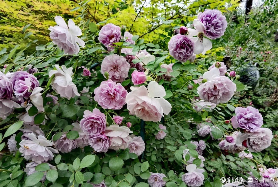 小区花园的“蓝色阴雨”，这个月季品种优美雅致