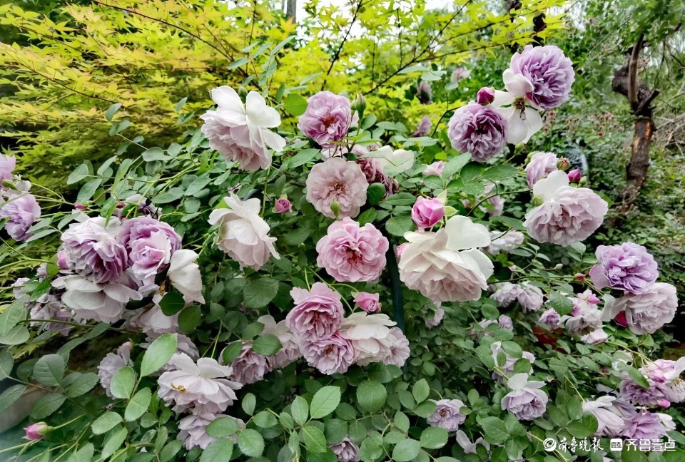 小区花园的“蓝色阴雨”，这个月季品种优美雅致