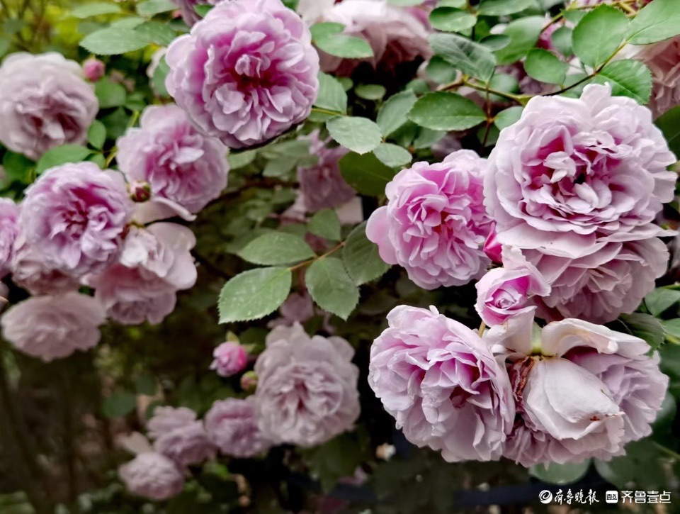 小区花园的“蓝色阴雨”，这个月季品种优美雅致