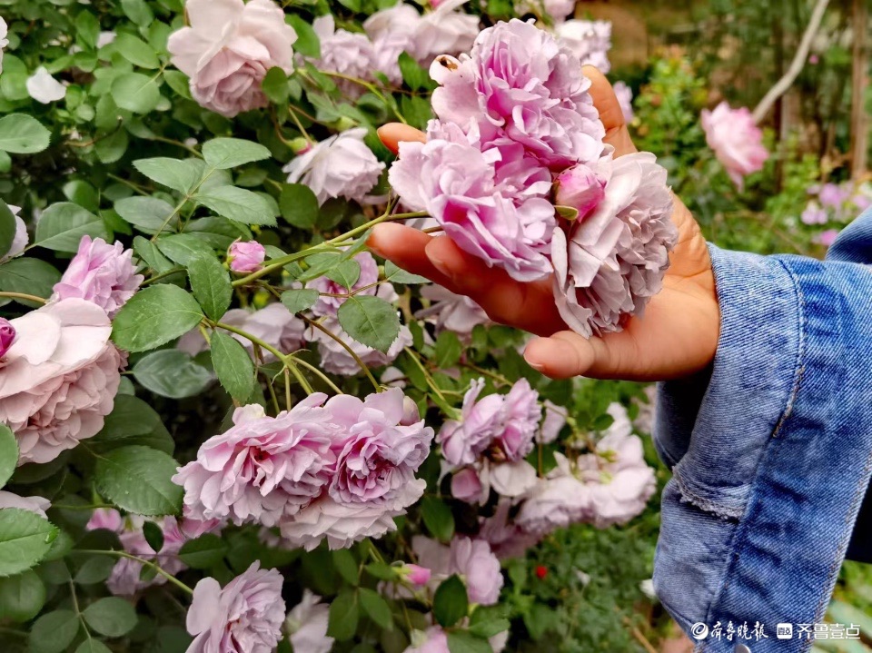 小区花园的“蓝色阴雨”，这个月季品种优美雅致
