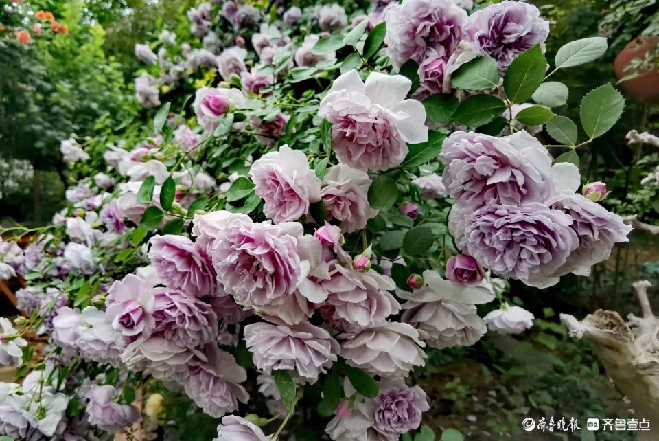 小区花园的“蓝色阴雨”，这个月季品种优美雅致