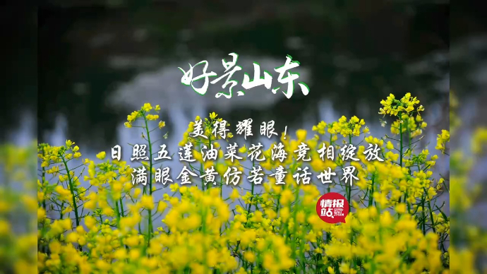 果然视频·好景山东|日照五莲油菜花绽放，满眼金黄仿若童话世界