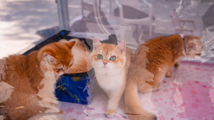 宠物行业观察丨聚焦宠粮安全痛点，看国产品牌如何破圈向上