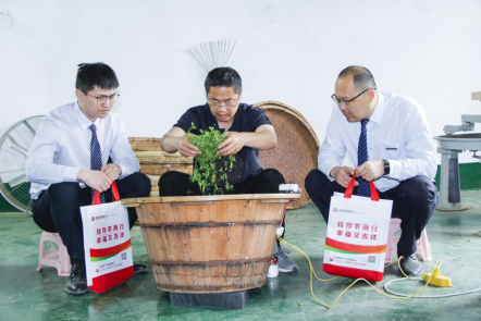 莒县农商银行:"农"情茶飘香,助力小茶叶做出大产业