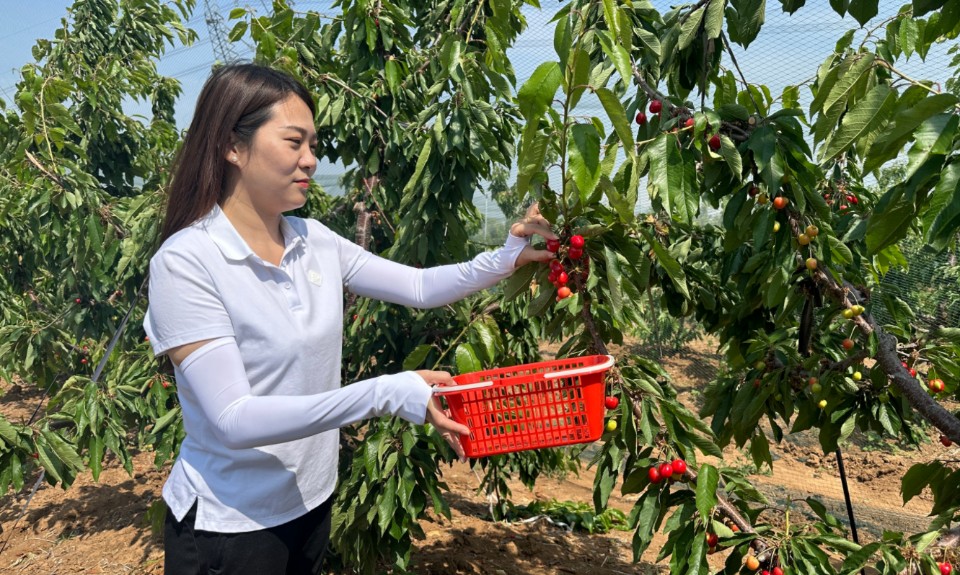 无论几"j"都管够,快来汶上杨店品尝家门口的"车厘子"吧