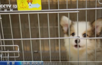 宠物能不能上高铁？12306发布问卷调查→