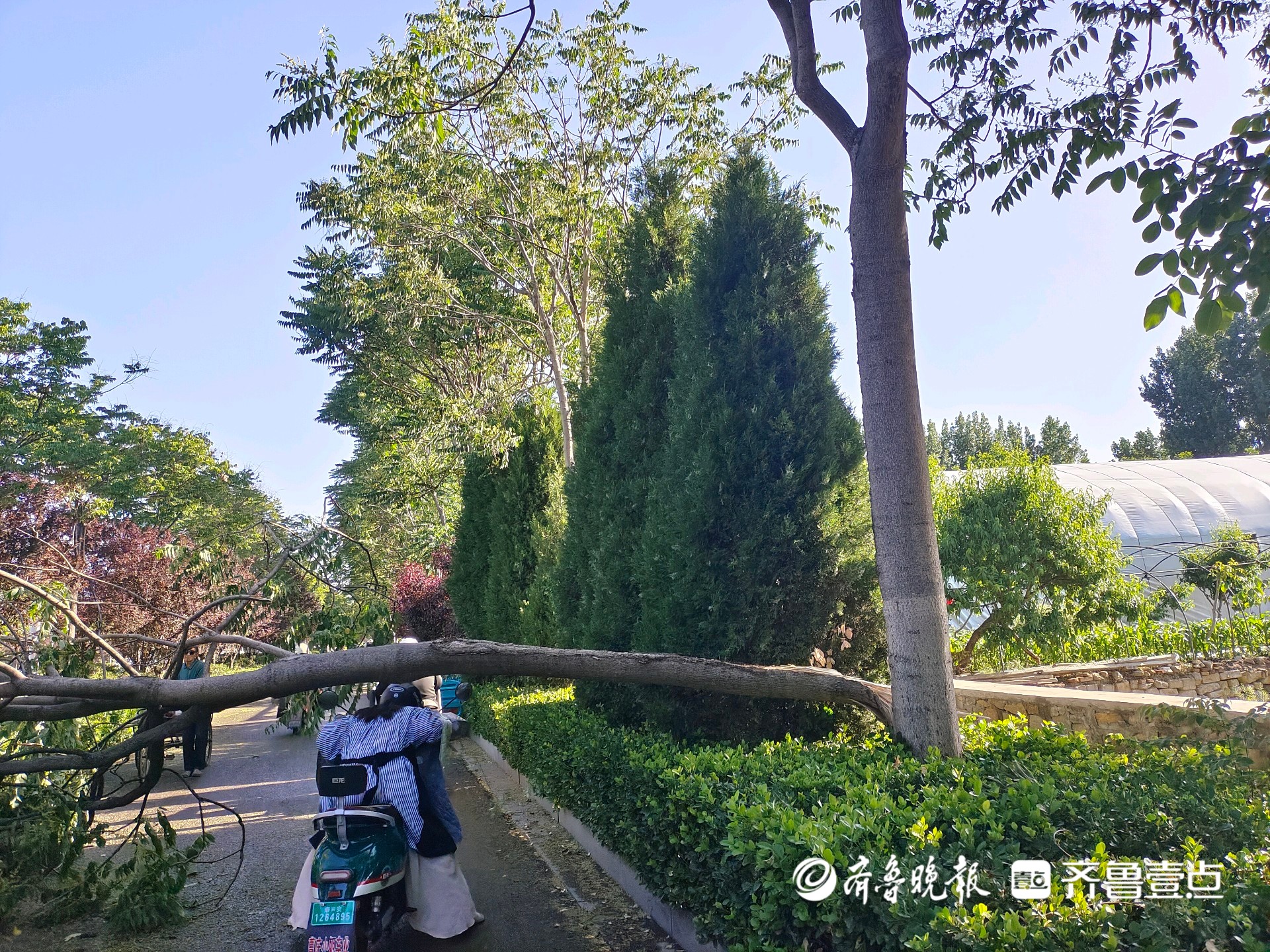 泰安温泉路一碗口粗大树被刮断,市民