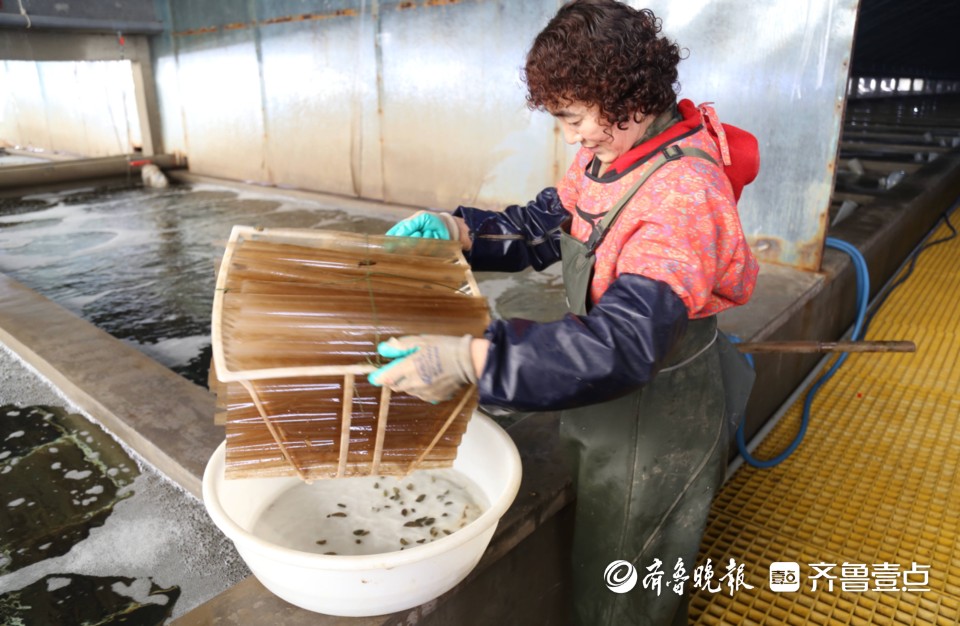 青岛瑞滋海洋科技有限公司：科技小院点燃乡村振兴新引擎