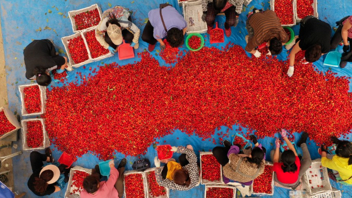 壹直播｜烟台凉地大樱桃“甜蜜”上市，探访张格庄大樱桃市场