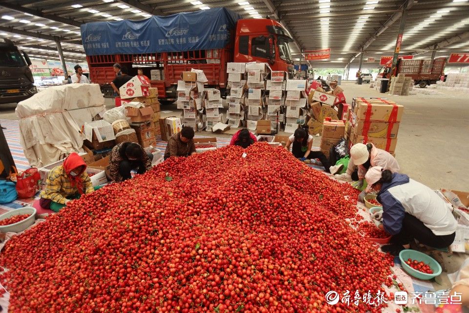 图集｜烟台凉地大樱桃上市，张格庄市场成红色“海洋”