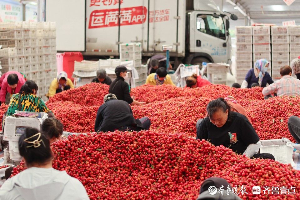 图集｜烟台凉地大樱桃上市，张格庄市场成红色“海洋”