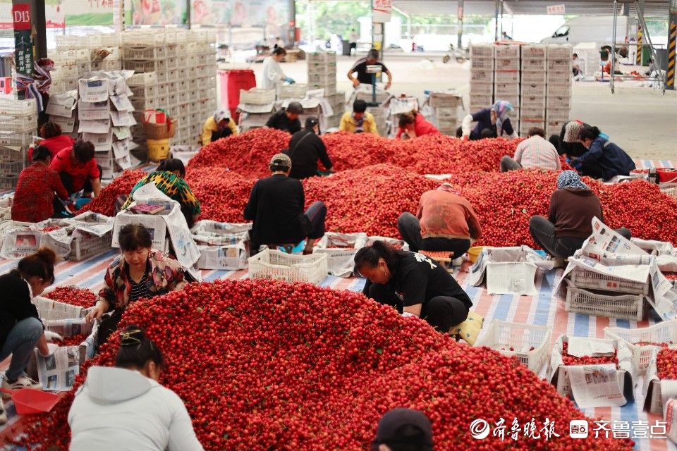 图集｜烟台凉地大樱桃上市，张格庄市场成红色“海洋”