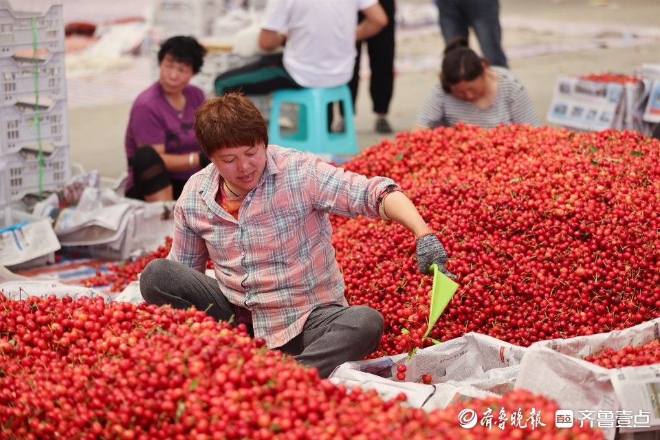 图集｜烟台凉地大樱桃上市，张格庄市场成红色“海洋”