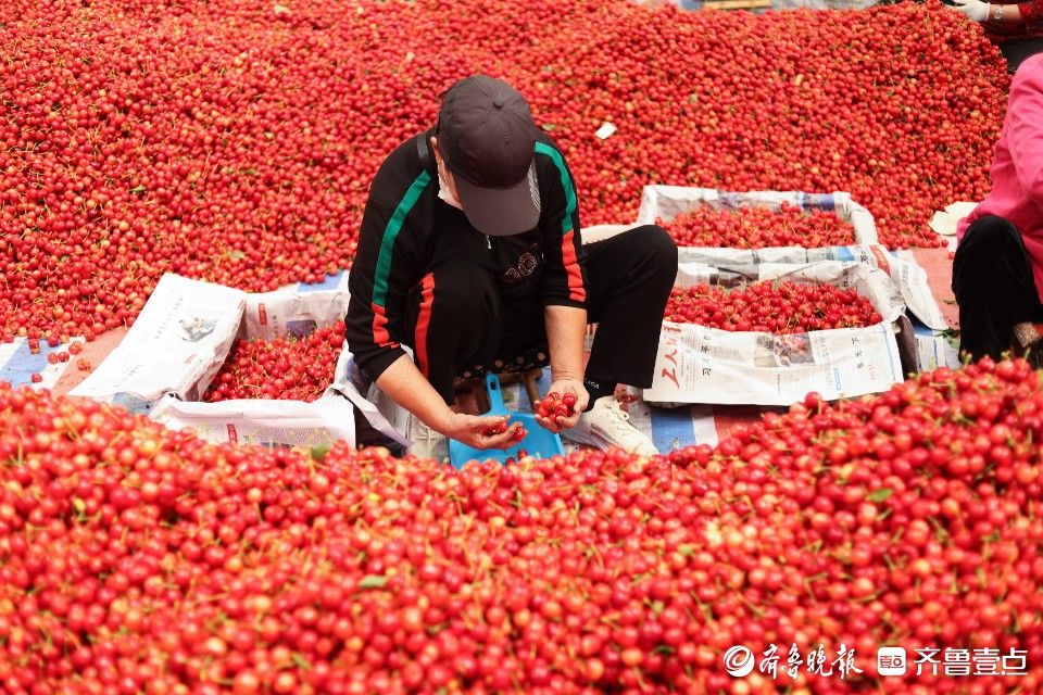 图集｜烟台凉地大樱桃上市，张格庄市场成红色“海洋”
