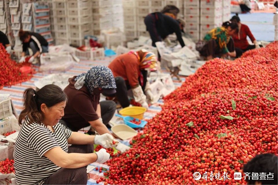 图集｜烟台凉地大樱桃上市，张格庄市场成红色“海洋”