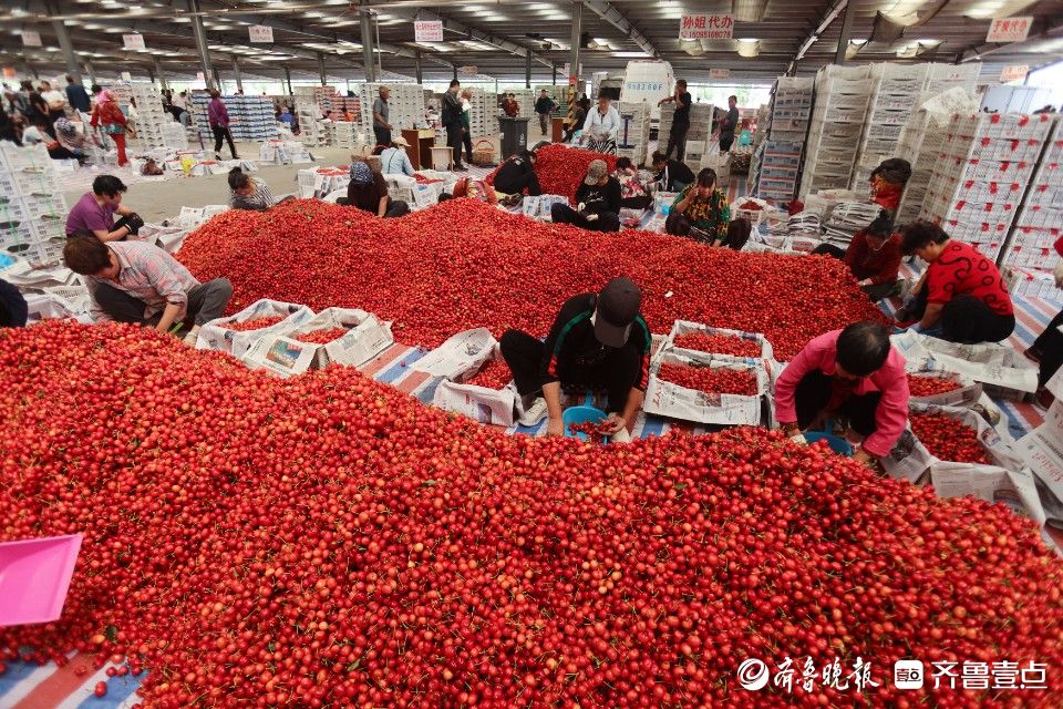 图集｜烟台凉地大樱桃上市，张格庄市场成红色“海洋”
