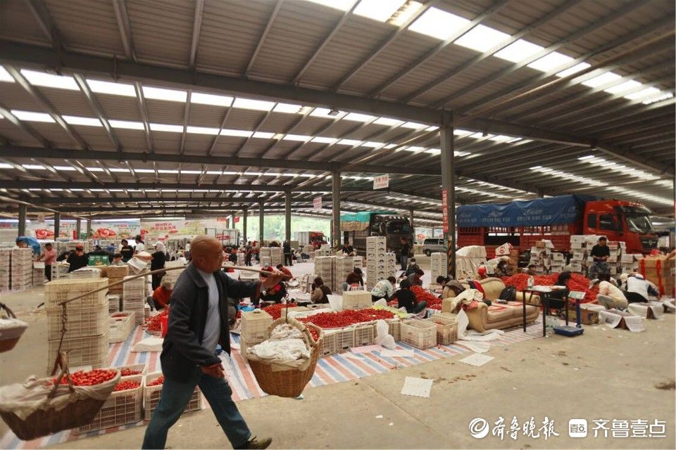 图集｜烟台凉地大樱桃上市，张格庄市场成红色“海洋”