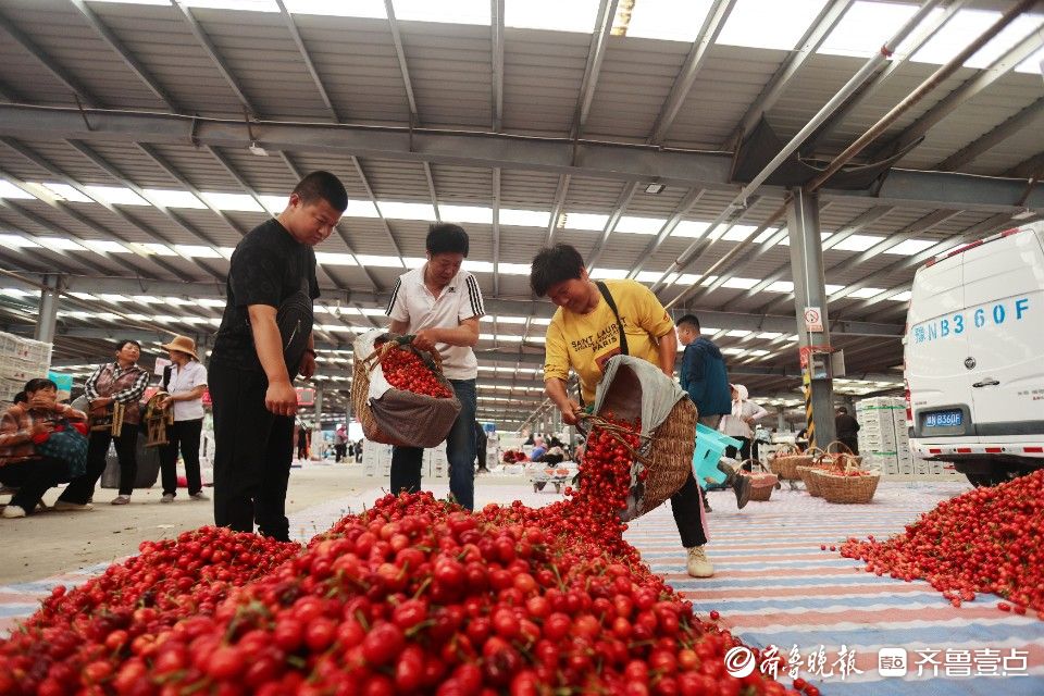 图集｜烟台凉地大樱桃上市，张格庄市场成红色“海洋”