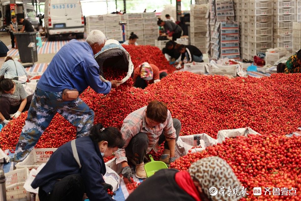 图集｜烟台凉地大樱桃上市，张格庄市场成红色“海洋”