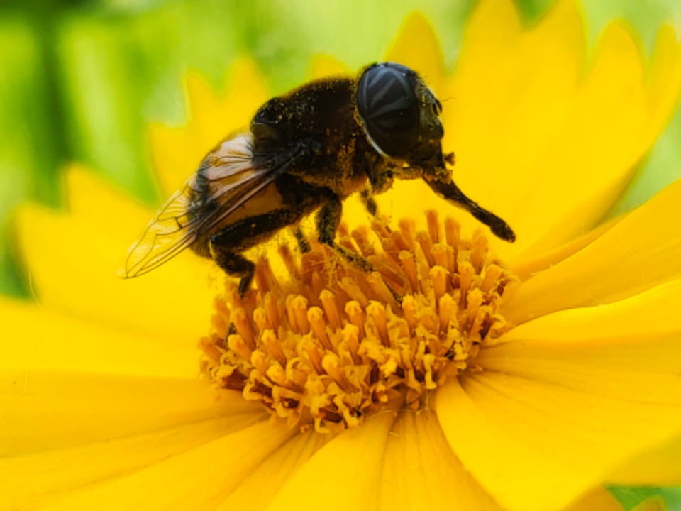 清晨,金鸡菊花香四溢沁人心脾,引来一只只可爱的小蜜蜂,构出一幅美景