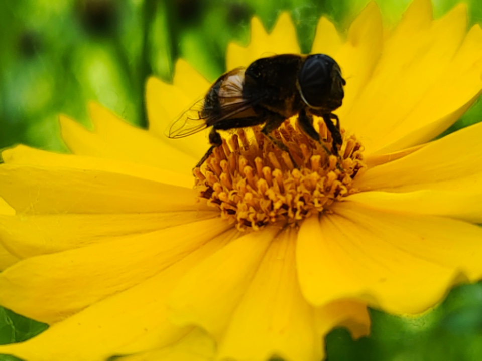 清晨,金鸡菊花香四溢沁人心脾,引来一只只可爱的小蜜蜂,构出一幅美景