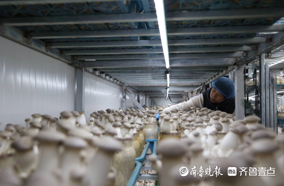 青岛西海岸新区大村镇食用菌产业园：朵朵小菌菇撑起“共富伞”