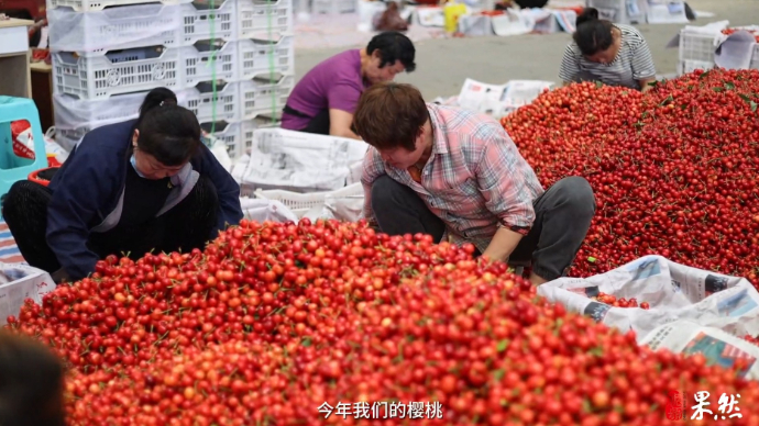 果然视频｜初夏樱桃喜丰收，烟台张格庄市场今年成交量有望超去年