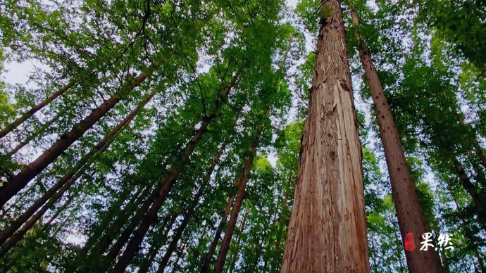 打卡临朐夏日森林秘境，满屏都是绿色