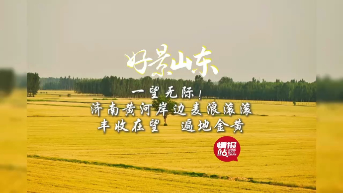 果然视频·好景山东|济南黄河岸边麦浪滚滚，丰收在望遍地金黄！