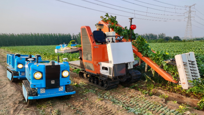 壹直播｜看机器人“拔萝卜”！探访莱阳出口蔬菜无人智慧农场