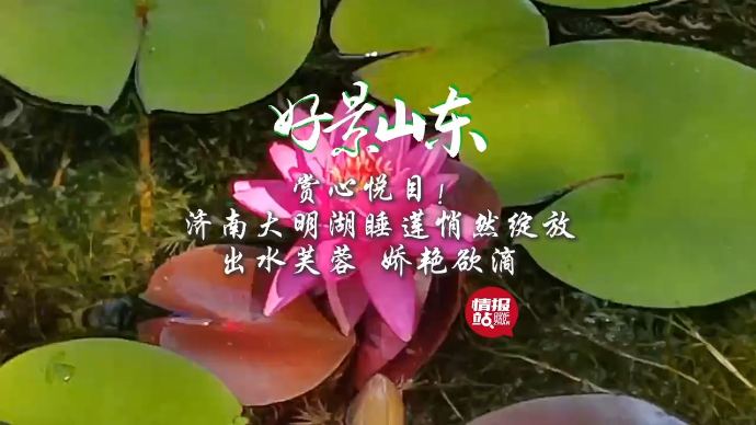 果然视频·好景山东|济南大明湖睡莲悄然绽放，出水芙蓉娇艳欲滴