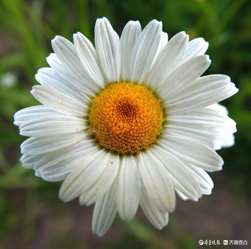 行摄华山——大滨菊，夏风里亭亭玉立的白衣少女
