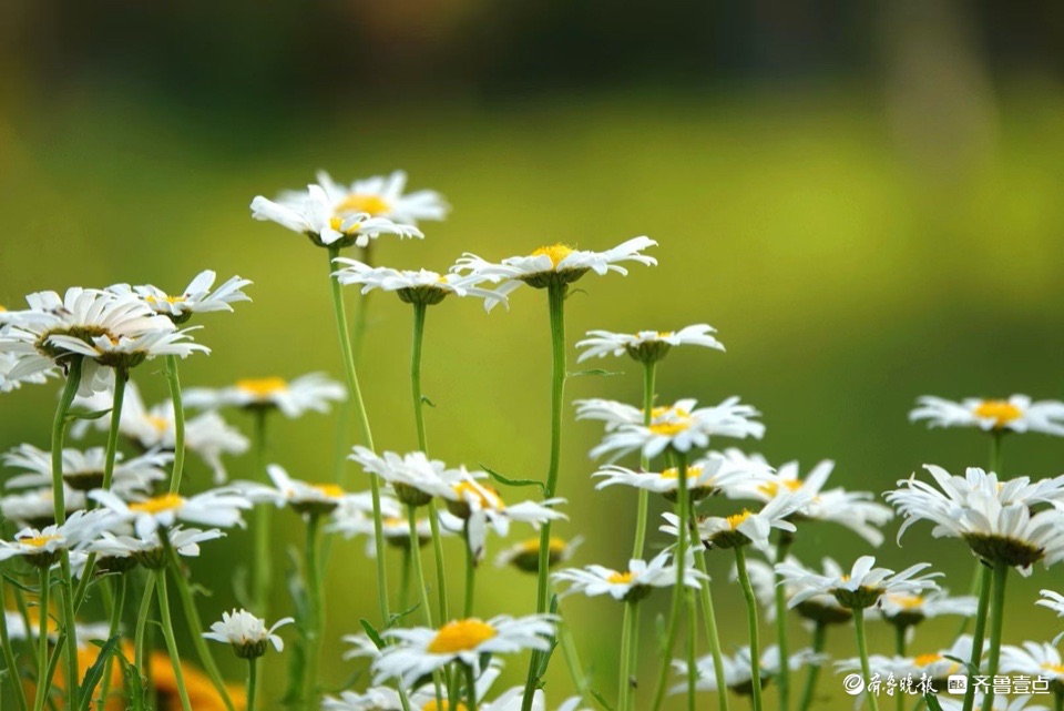 行摄华山——大滨菊，夏风里亭亭玉立的白衣少女