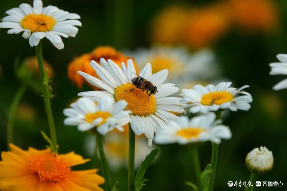 行摄华山——大滨菊，夏风里亭亭玉立的白衣少女