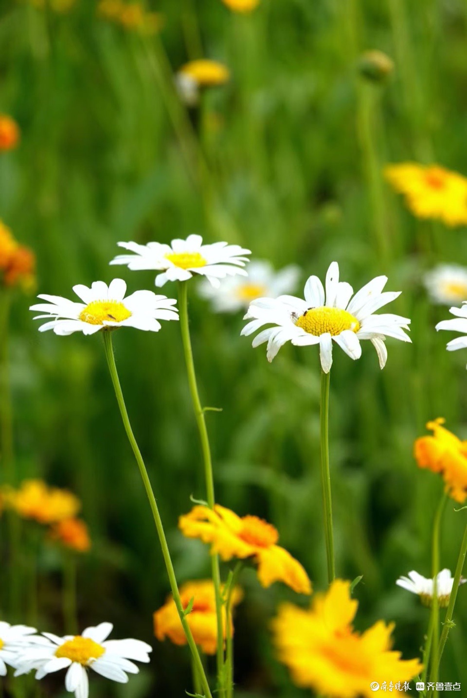 行摄华山——大滨菊，夏风里亭亭玉立的白衣少女