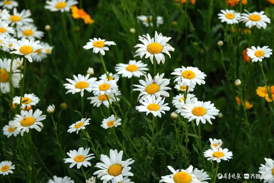 行摄华山——大滨菊，夏风里亭亭玉立的白衣少女