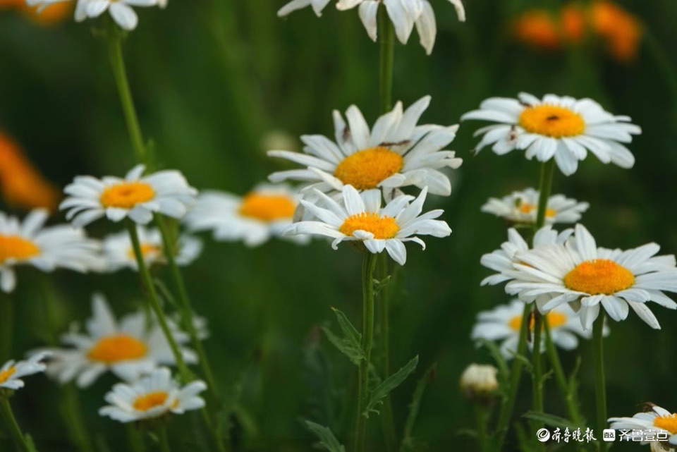行摄华山——大滨菊，夏风里亭亭玉立的白衣少女