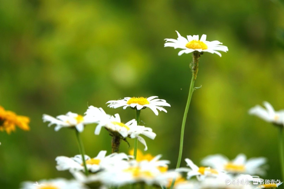 行摄华山——大滨菊，夏风里亭亭玉立的白衣少女