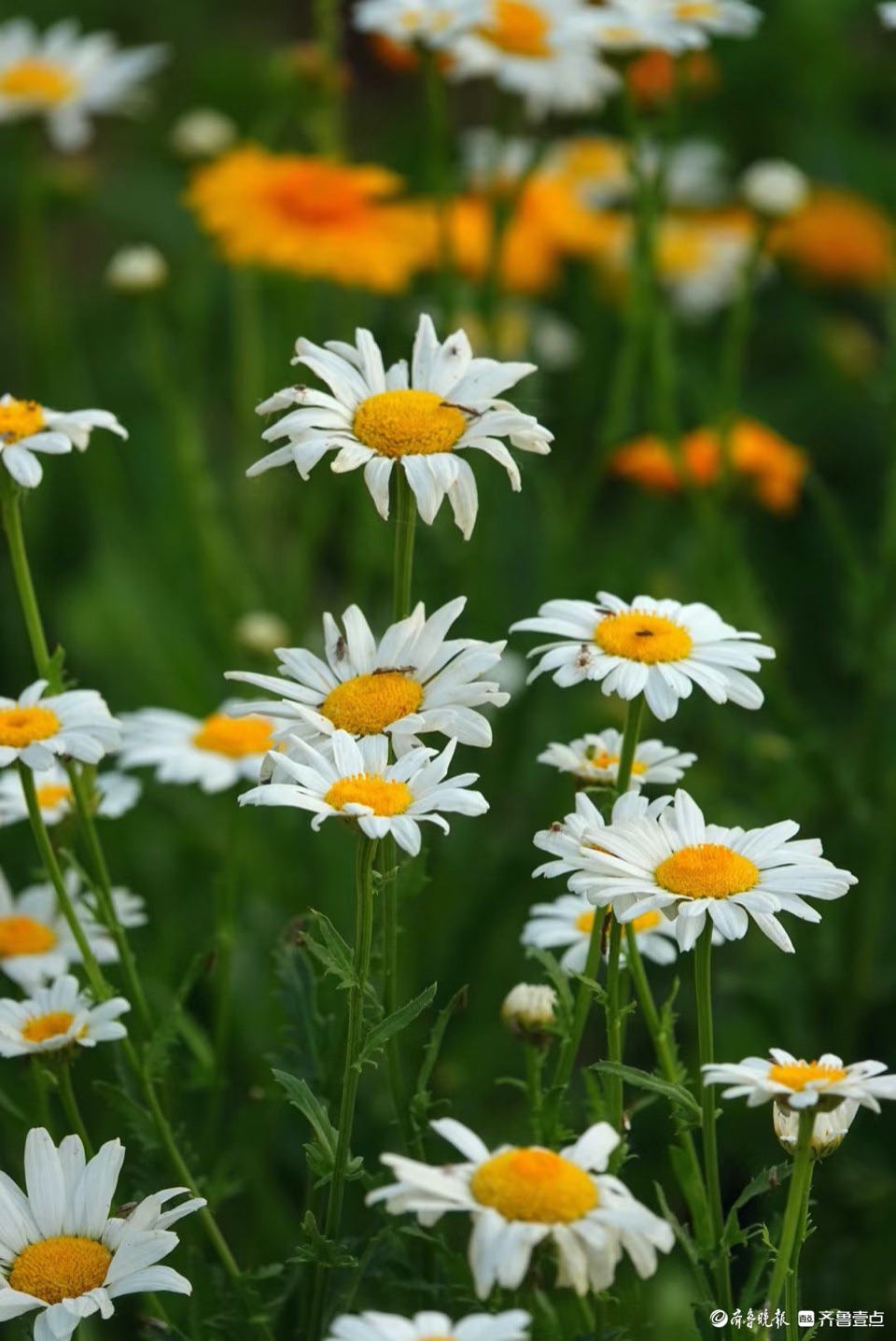 行摄华山——大滨菊，夏风里亭亭玉立的白衣少女