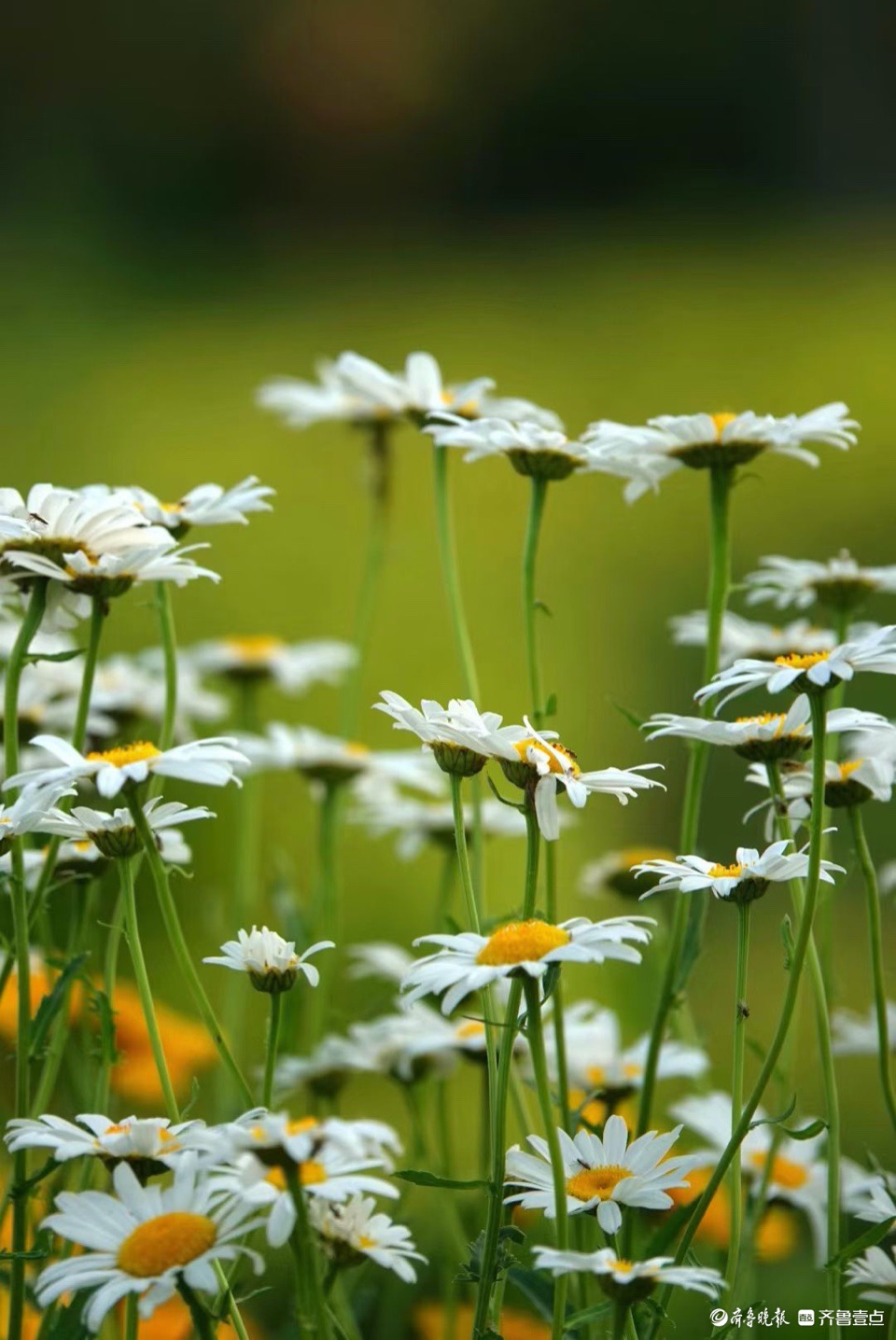 行摄华山——大滨菊，夏风里亭亭玉立的白衣少女
